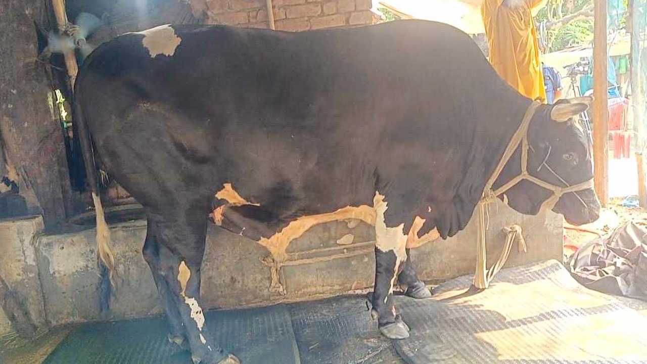 ৩০ মণ ওজনের যুবরাজকে নিয়ে স্বপ্ন কৃষকের