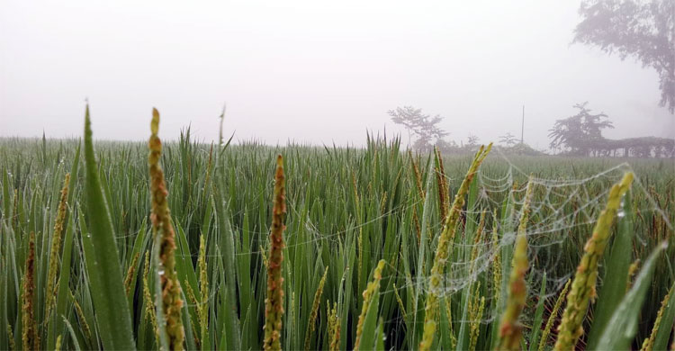 কার্তিকেই নামছে কুয়াশা আর হিম শীতল বাতাস