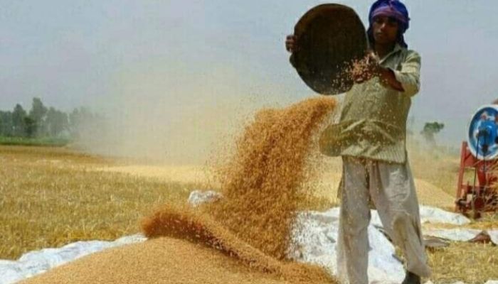 ৪০ কেজি ধানে এক কেজি গরুর মাংস