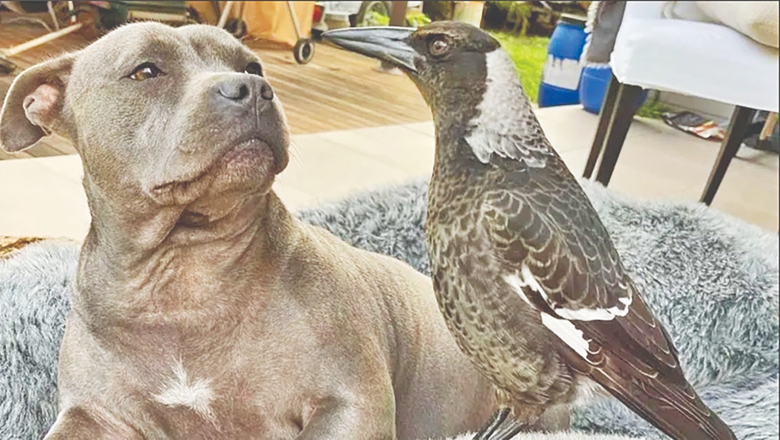 মলি ও পেগির বিচ্ছেদে কাতর অনুরাগীরা