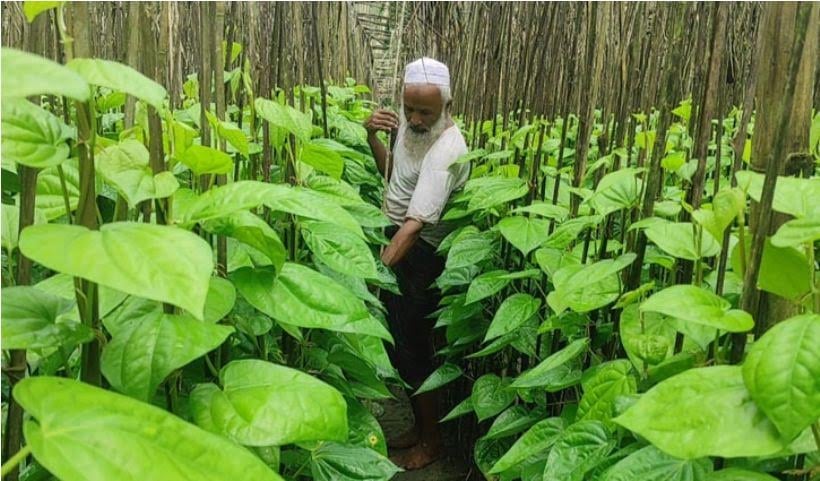 শেরপুরে পান চাষে আগ্রহ বেড়েছে চাষিদের