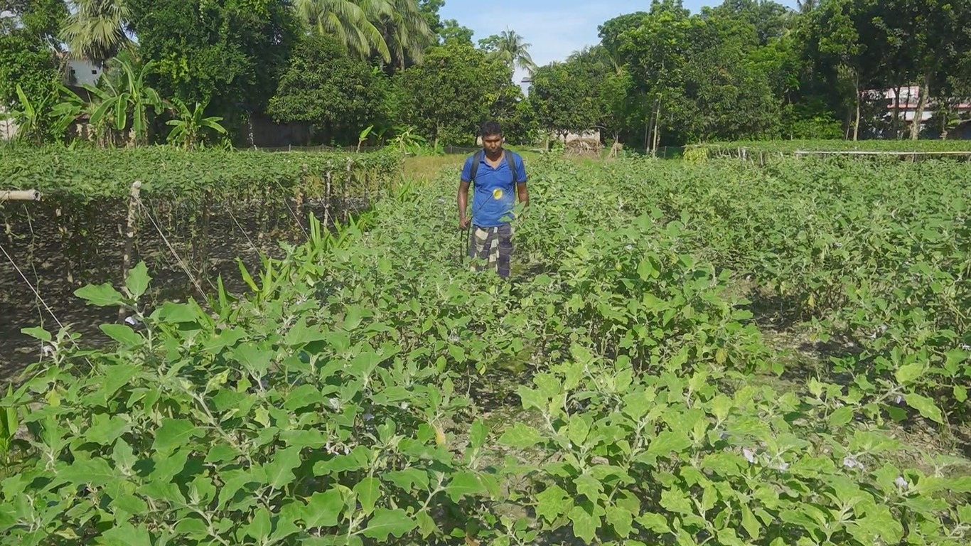 রাজশাহীতে জমিতে মাত্রাতিরিক্ত রাসায়নিক সার ও কিটনাশক প্রয়োগ, হুমকিতে জনস্বাস্থ্য