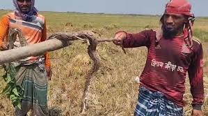 ২৮ জেলায় ছড়িয়ে পড়েছে রাসেল’স ভাইপার, অশনিসংকেত