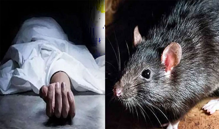 হাসপাতালে ইঁদুরের কামড়ে বালকের মৃত্যু!