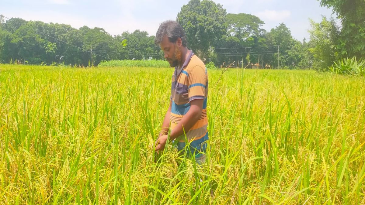 আউশ আবাদ: কম খরচে ভালো ফলনে নান্দাইলের কৃষক খুশি