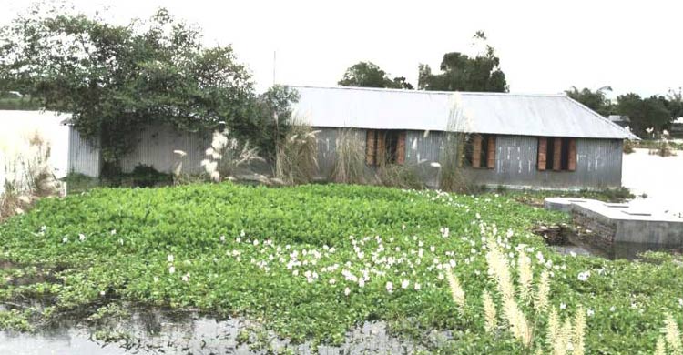 কুষ্টিয়ায় তলিয়ে গেছে ফসলের ক্ষেত, ৩৪ গ্রামের মানুষ পানিবন্দি