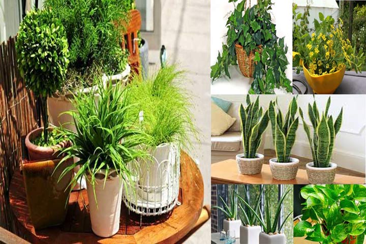 গরমে ঘরকে শীতল রাখবে যেসব গাছ