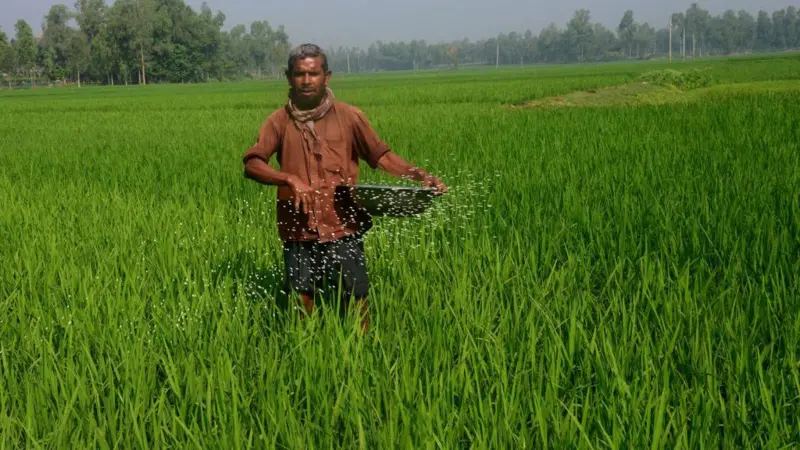 আমনের ভরা মৌসুমে সার সংকট, দিশেহারা কৃষক