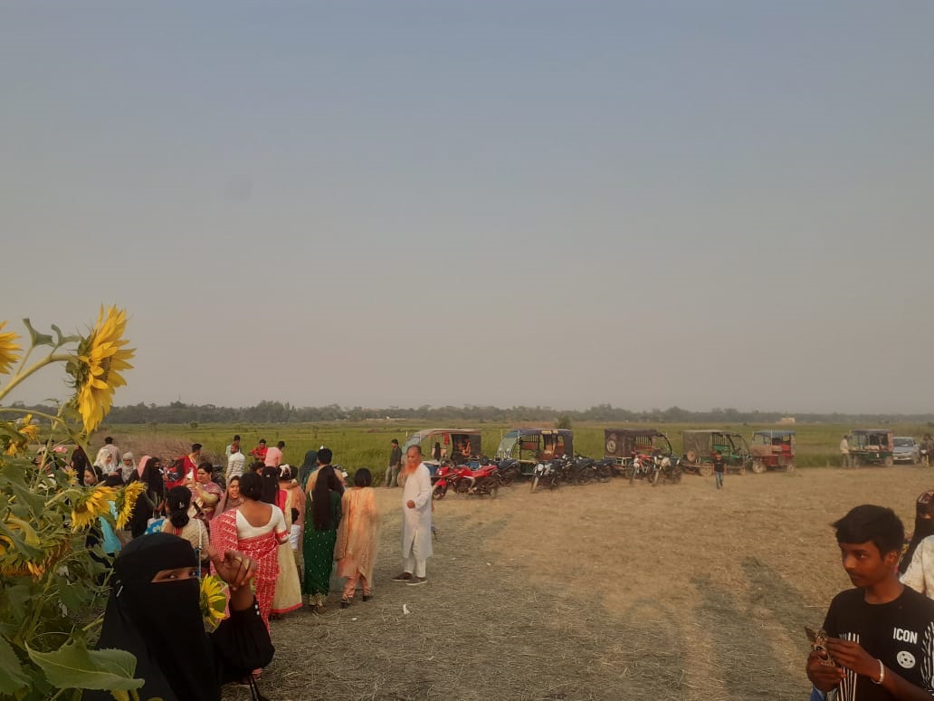 পদ্মার চরে সূর্যমুখীর সমারোহে দর্শনার্থীদের ভিড়, পদচারণায় ক্ষতিগ্রস্ত কৃষক