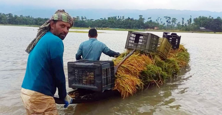 উজানের ঢলে বাড়ছে সিলেটের নদনদীর পানি
