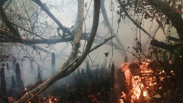 সুন্দরবনে ভয়াবহ আগুন