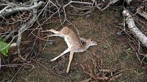 রেমালের তাণ্ডবে সুন্দরবনে মৃত প্রাণীর সংখ্যা বেড়ে ১৩১