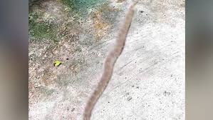 চারঘাট থানার ভেতর রাসেলস ভাইপার!