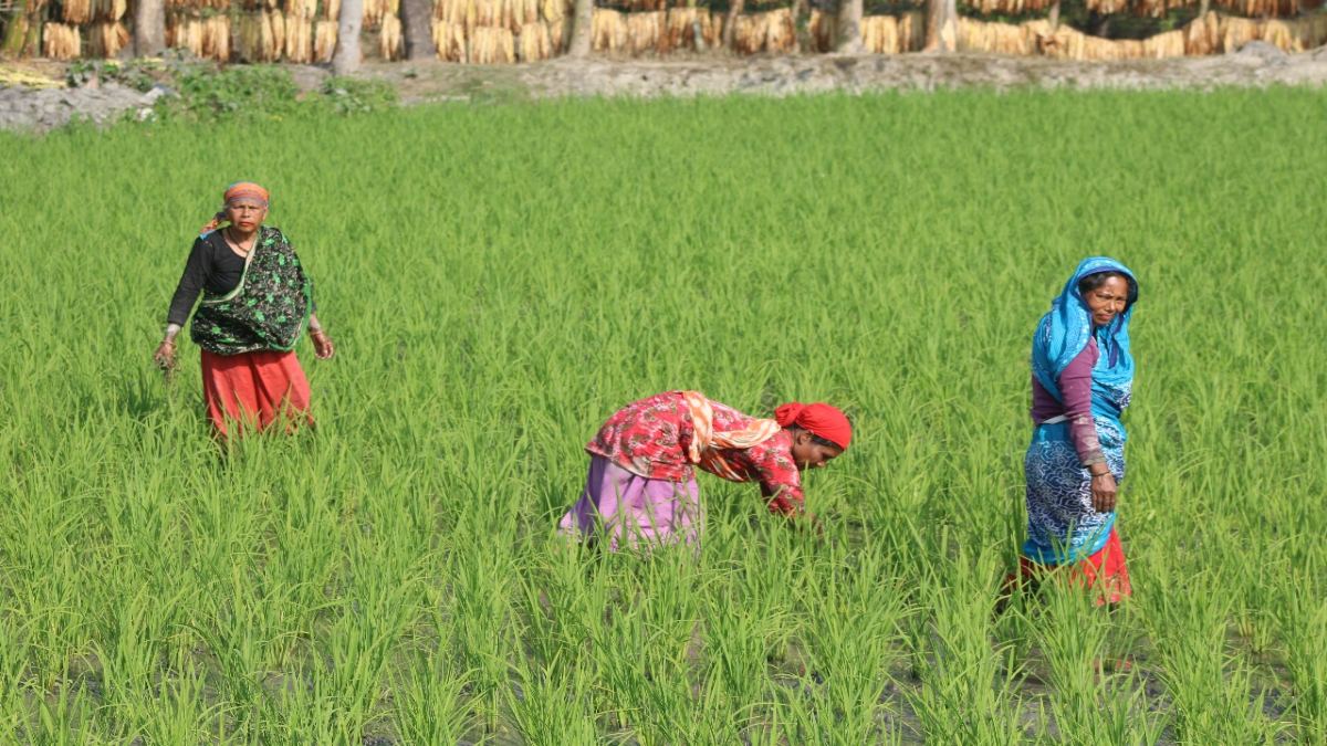 মজুরি বৈষম্যের শিকার রংপুর অঞ্চলের নারী কৃষি শ্রমিকরা